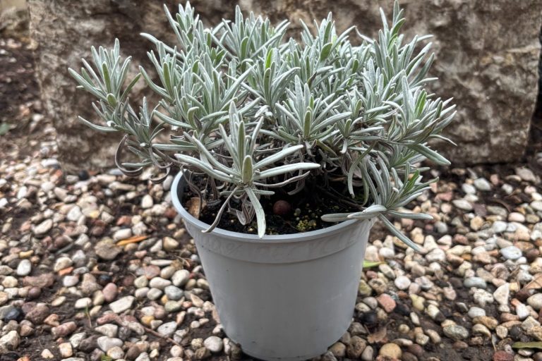 Plante de lavande dans un pot en plastique, avec des feuilles argentées.