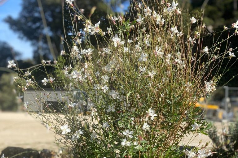 Gaura au fleurs blanches épanouies sur une plante, avec un fond flou de verdure.  