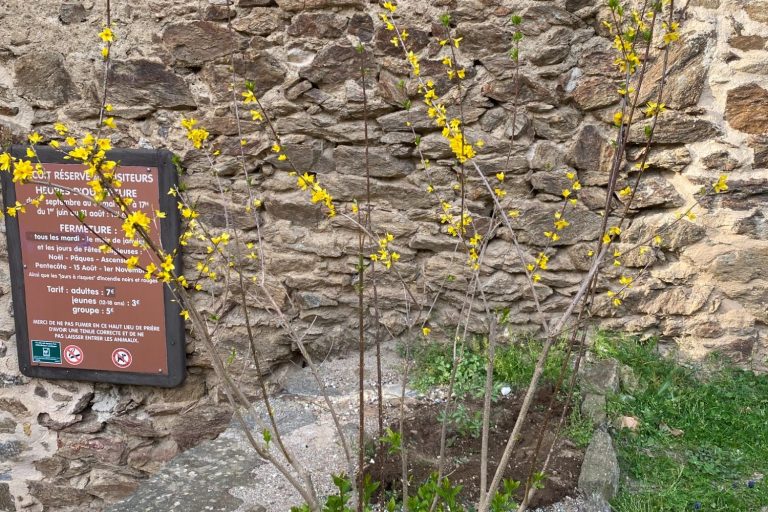 Forsytia aux fleurs jaunes devant un mur en pierre.